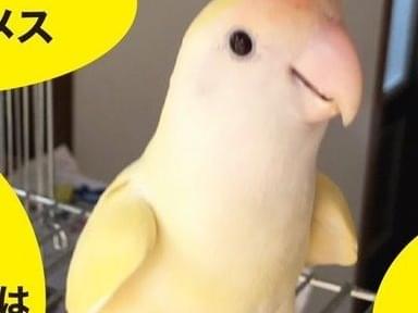 イチちゃん イチちゃん