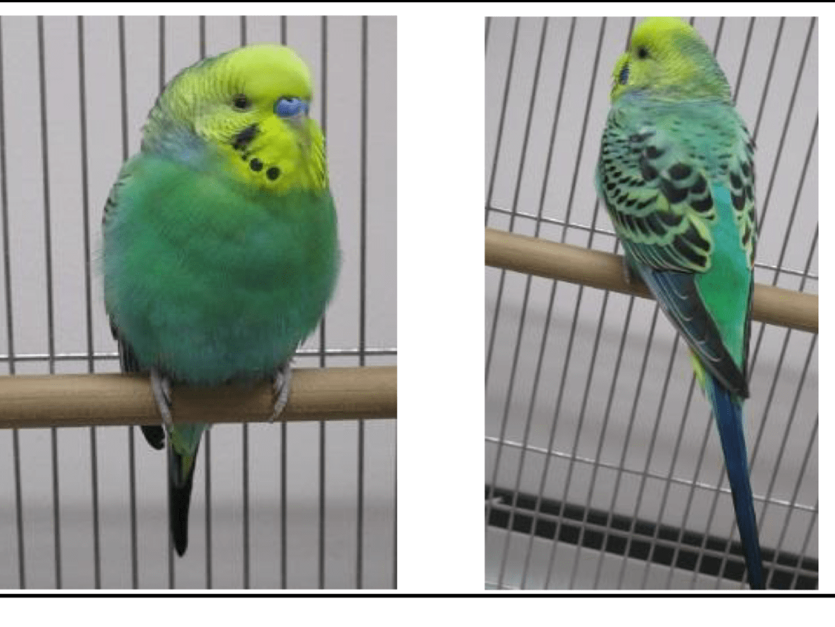 保護された鳥 保護された鳥