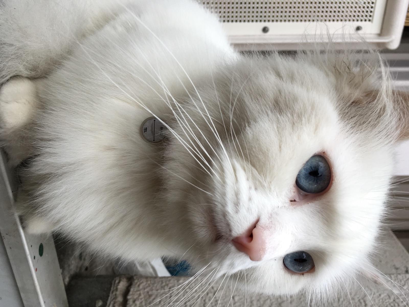 目撃された猫 目撃された猫