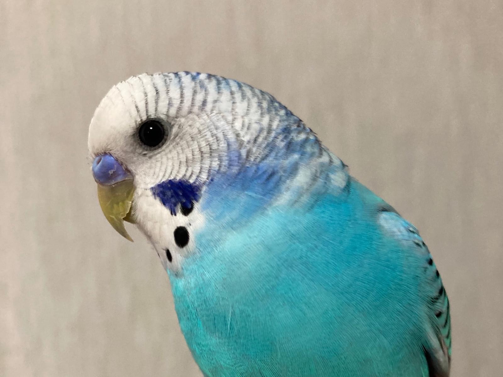 保護された鳥 保護された鳥
