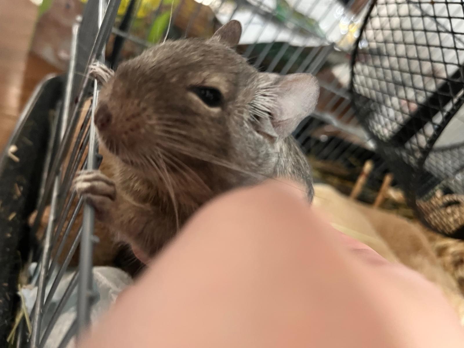 でーちゃん でーちゃん