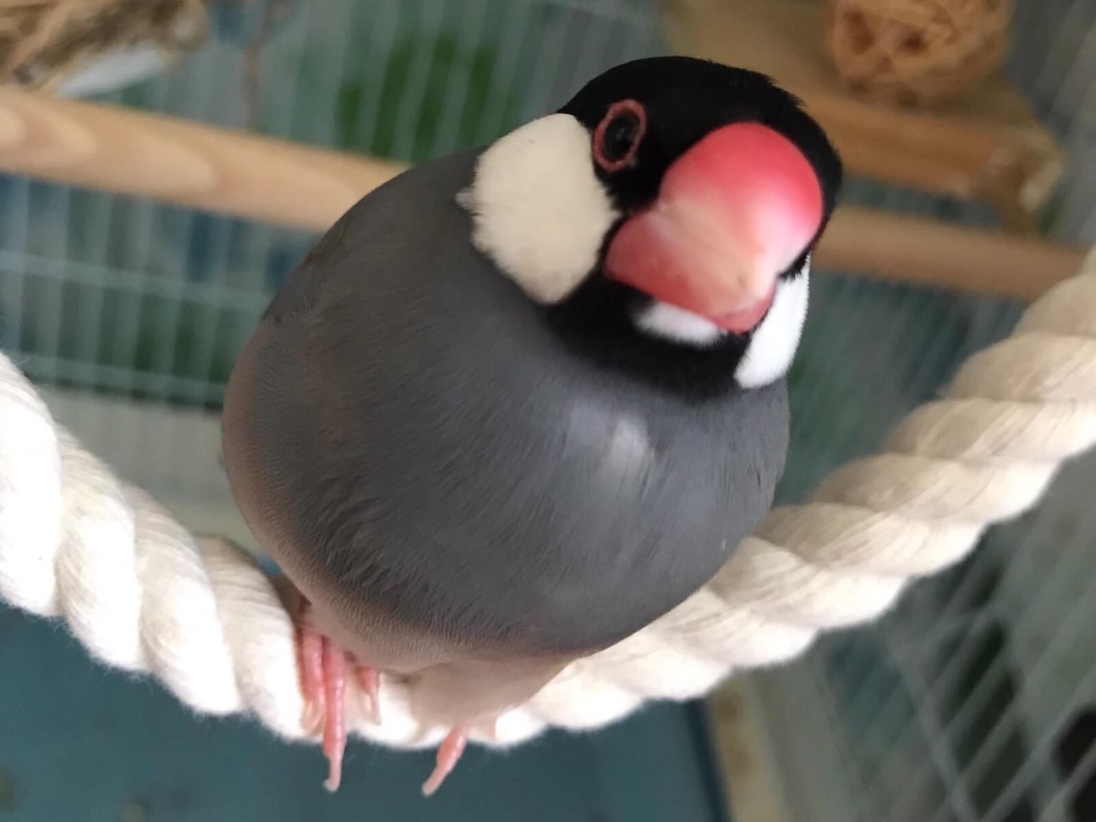 保護された鳥 保護された鳥