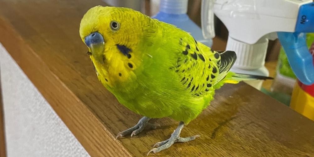 モクレンと緑色のセキセイインコ鳥の日本画 u0ir0tq.jpg