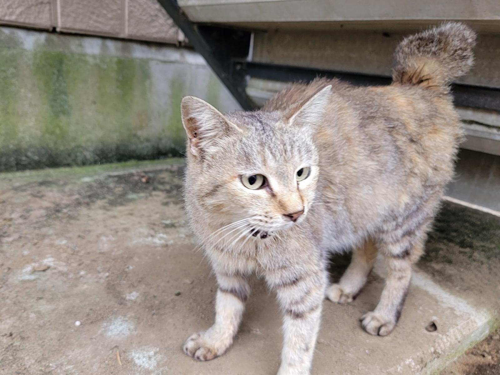 保護された猫 保護された猫