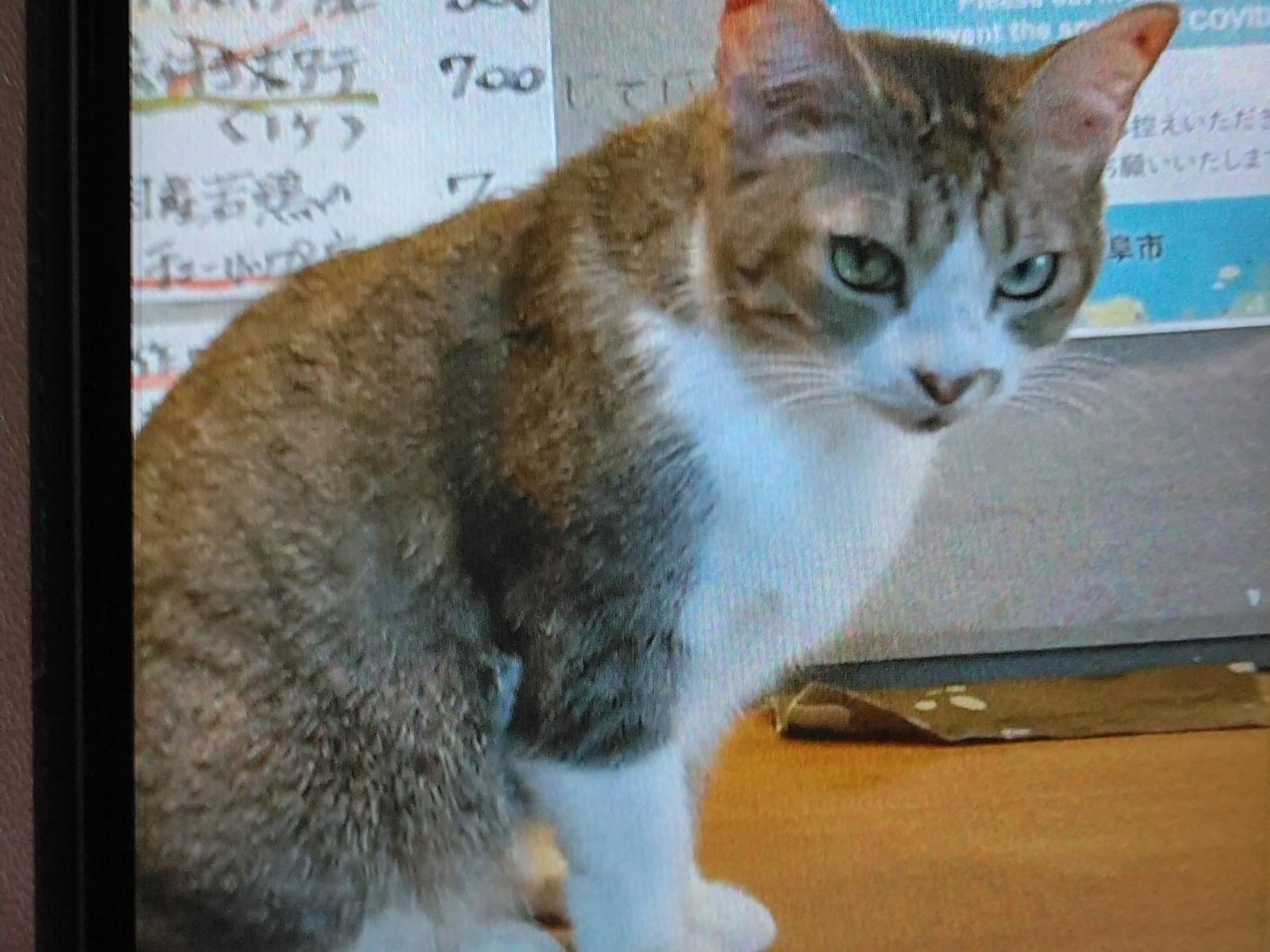 とらみちゃん とらみちゃん