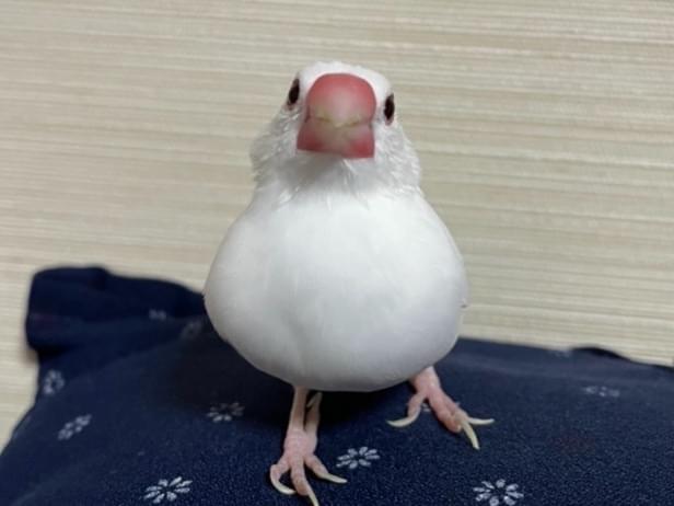 文ちゃん 文ちゃん