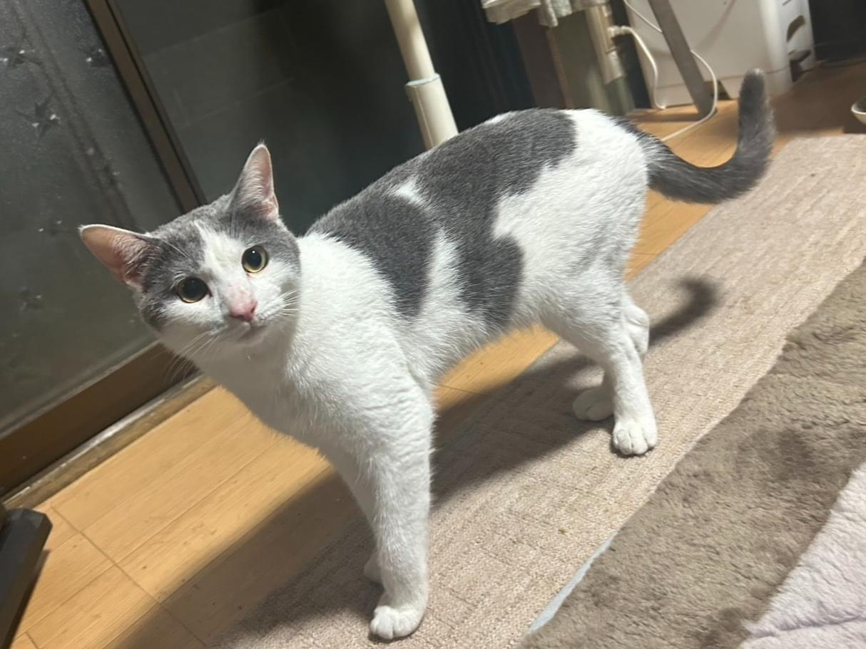 保護された猫