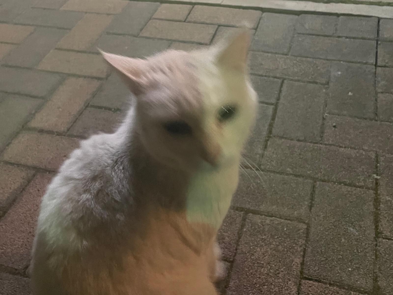 目撃された猫 目撃された猫