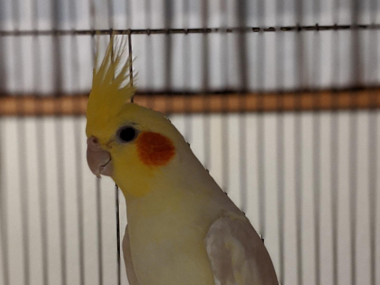 しょうちゃん