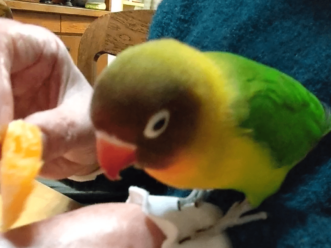 ぴっぴちゃん ぴっぴちゃん
