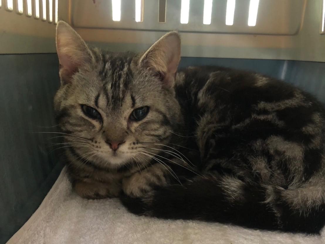 保護された猫 保護された猫