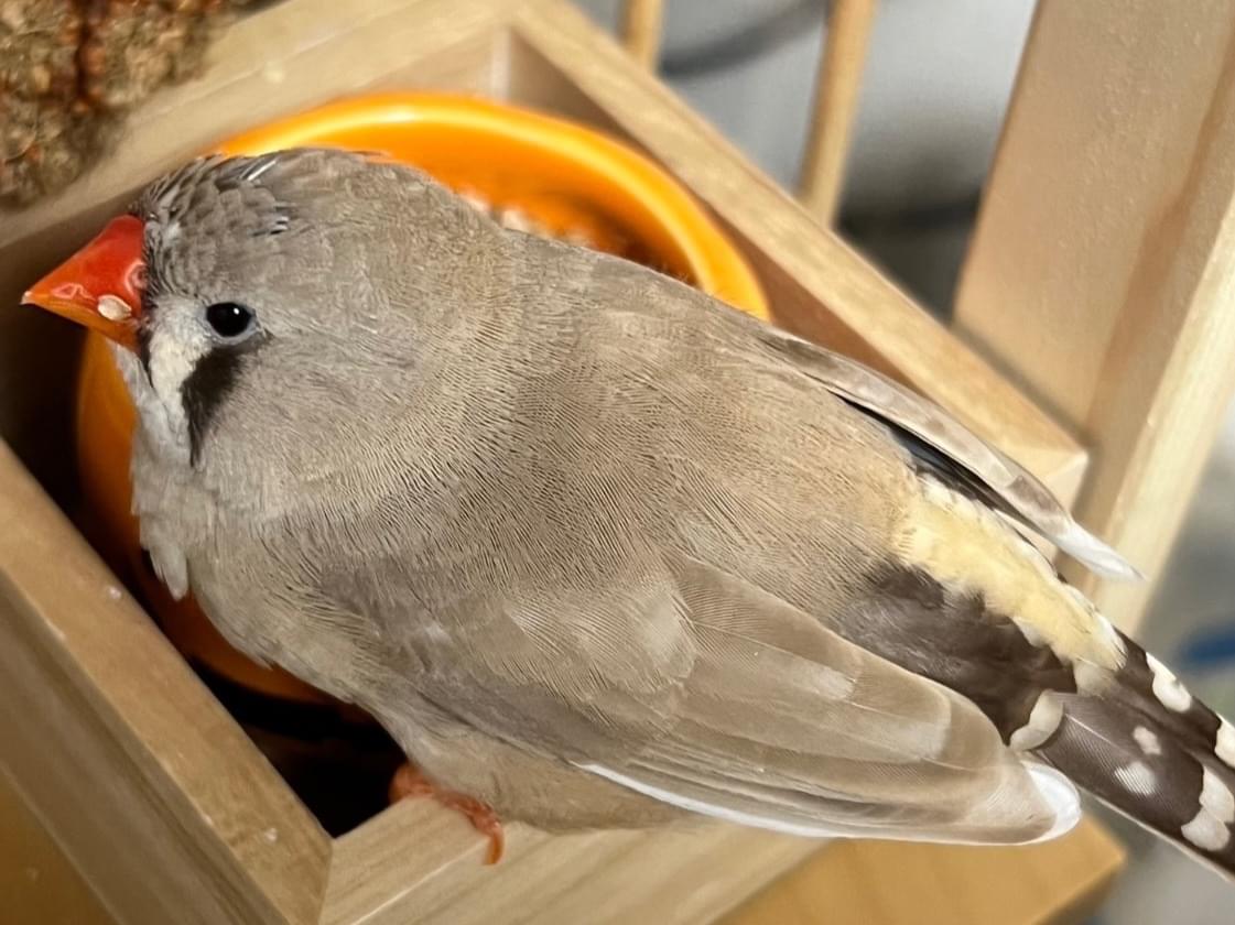 ピノちゃん ピノちゃん