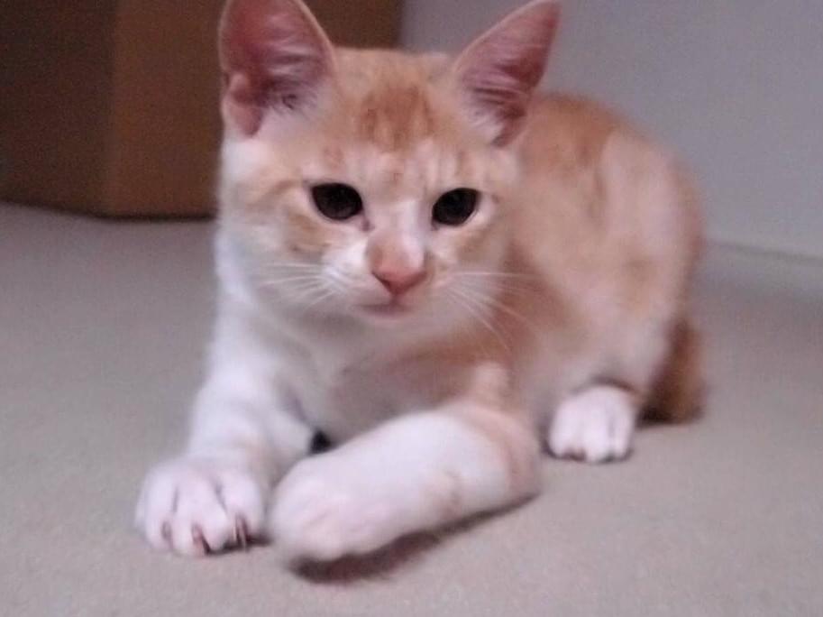 マロンちゃん マロンちゃん