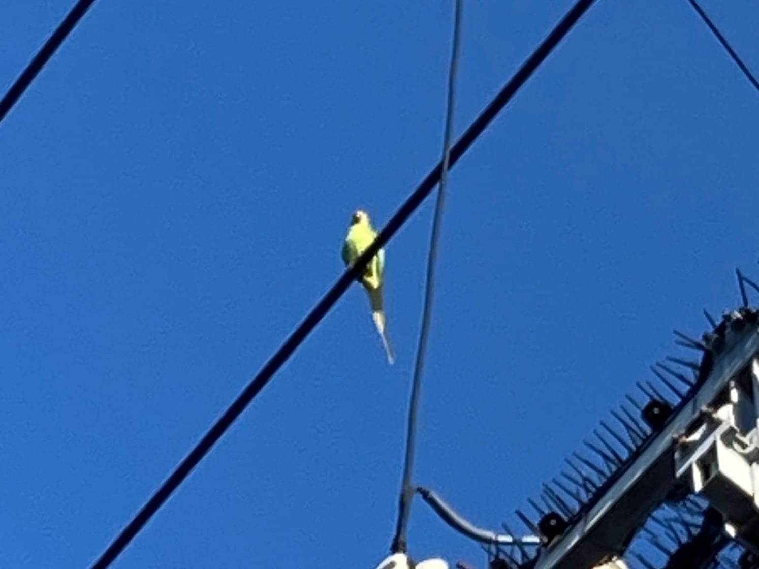 目撃された鳥 目撃された鳥