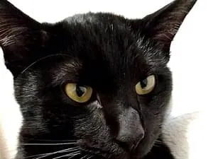 耳カットしたカギしっぽの黒猫を探しています