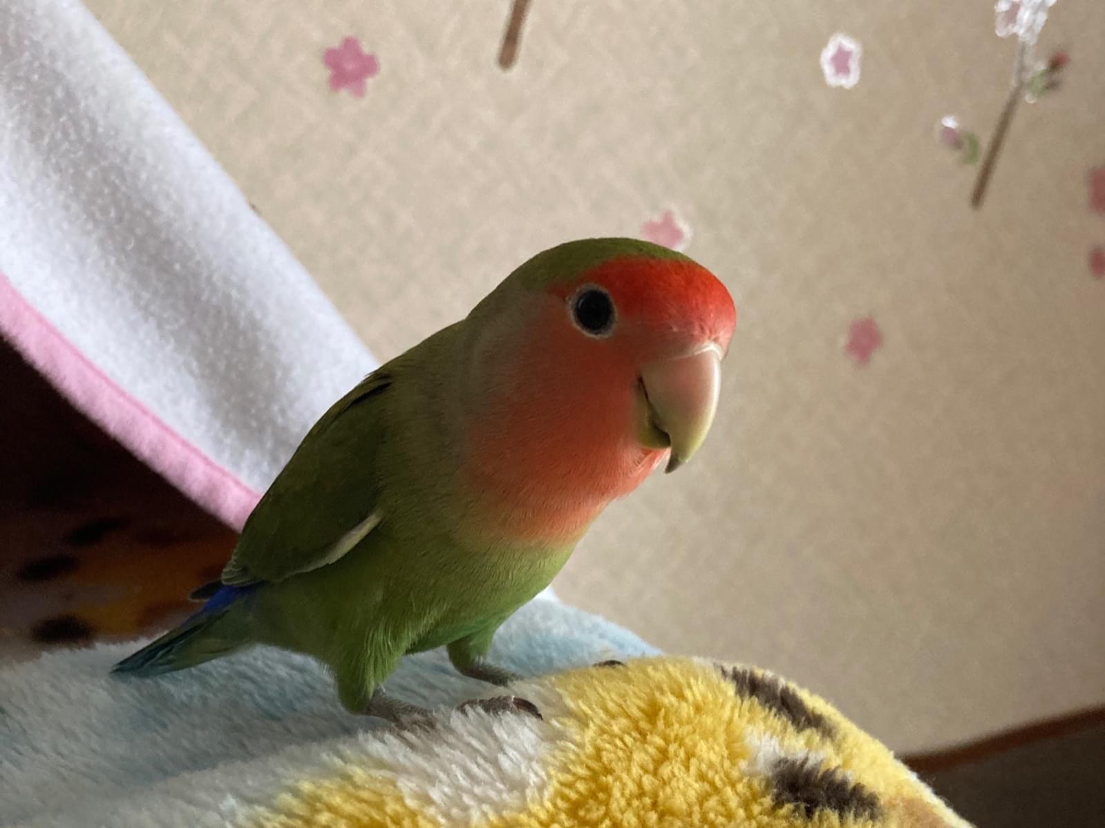 モモちゃん モモちゃん