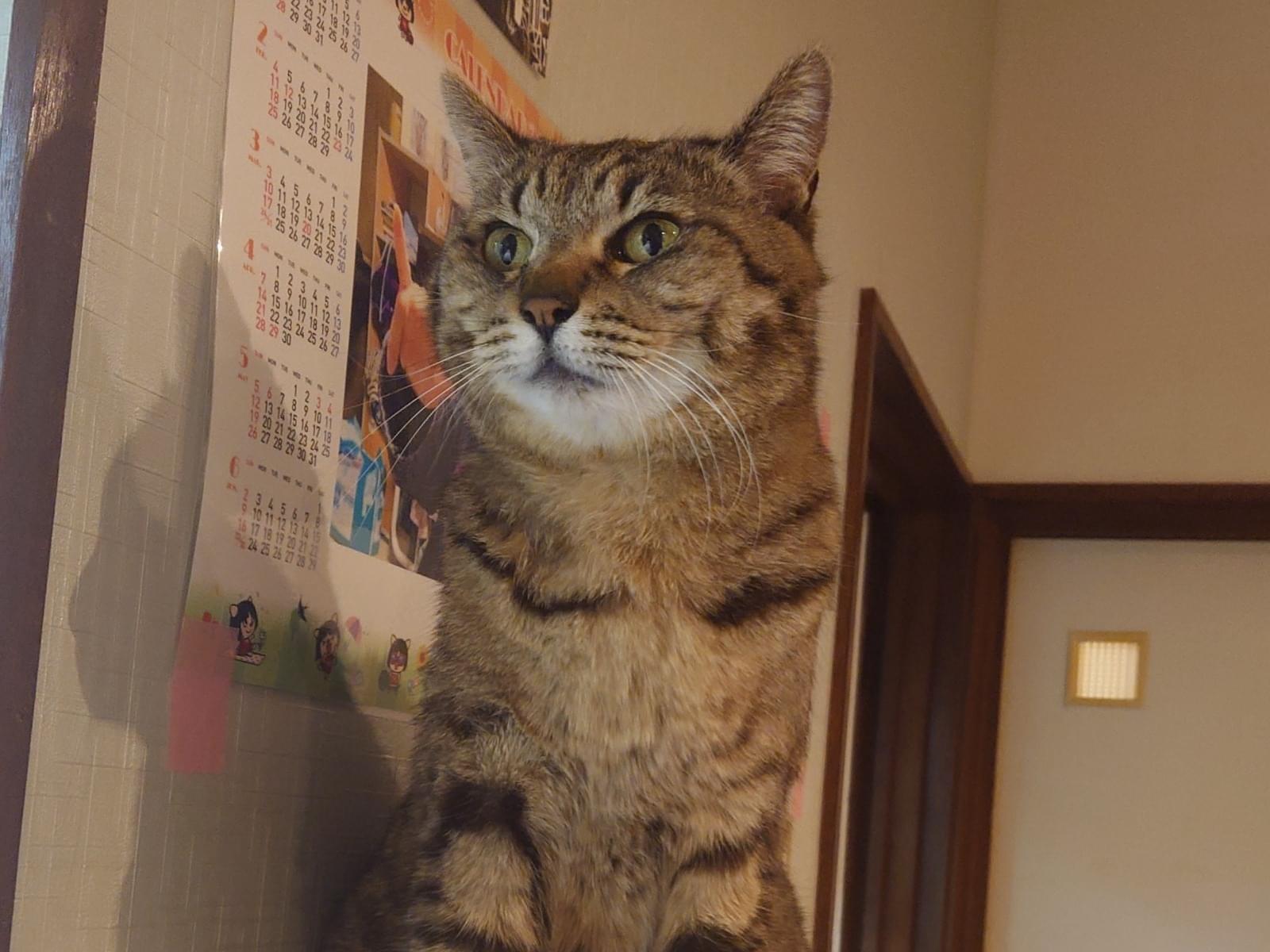 チビコちゃん チビコちゃん