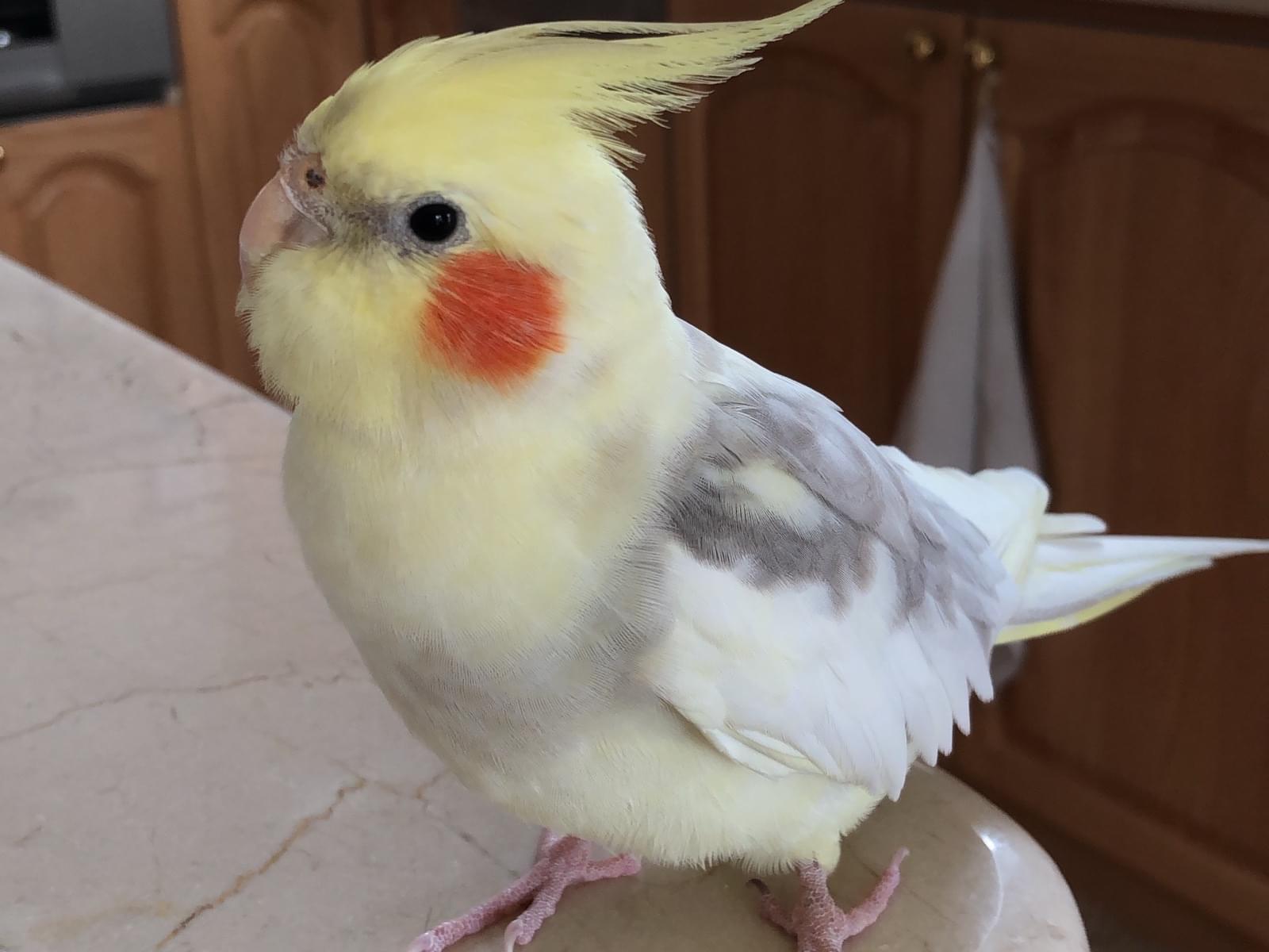 くーちゃん くーちゃん