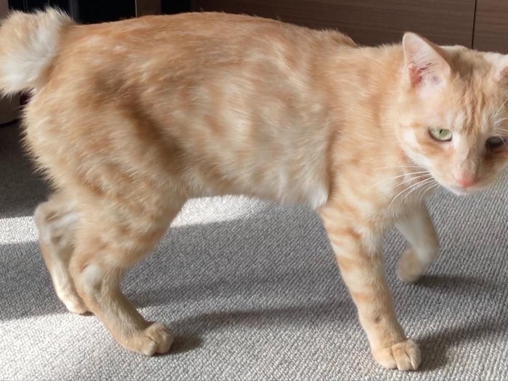 保護された猫 保護された猫