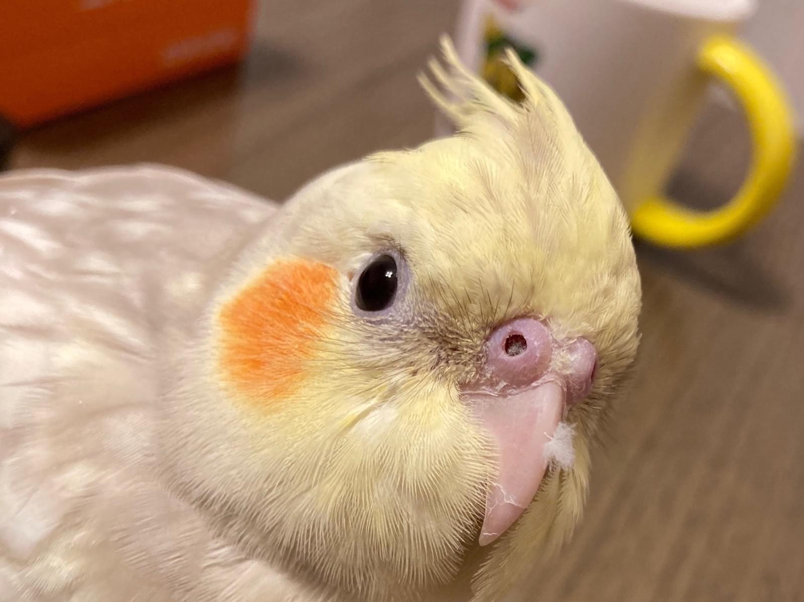 パンちゃん パンちゃん