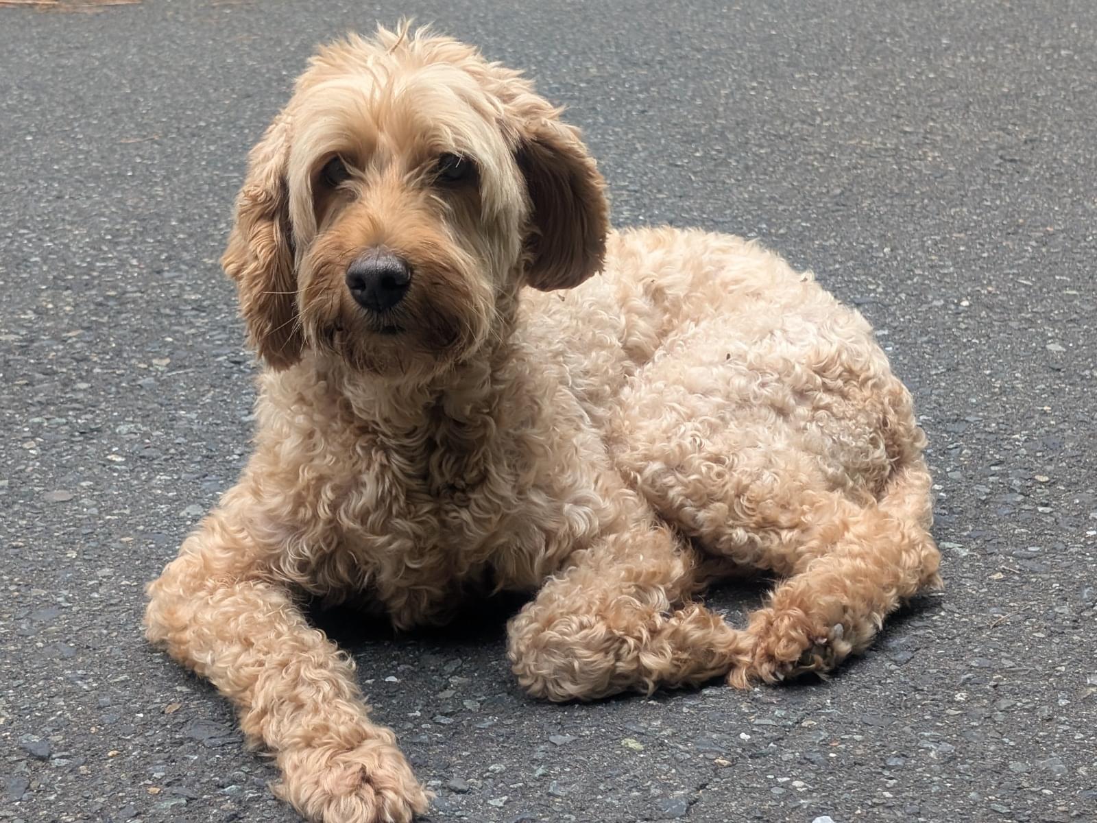保護された犬 保護された犬