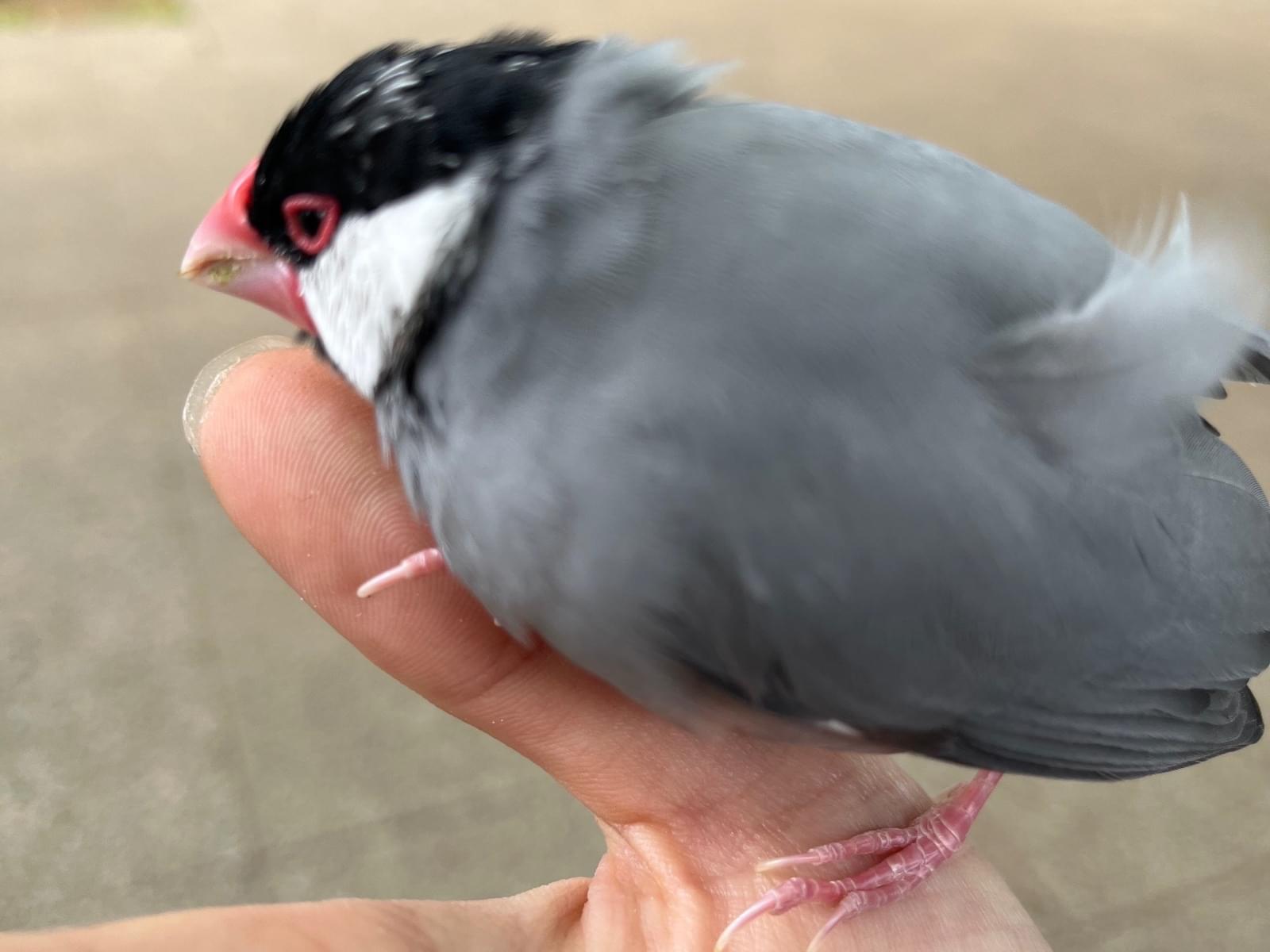 目撃された鳥 目撃された鳥