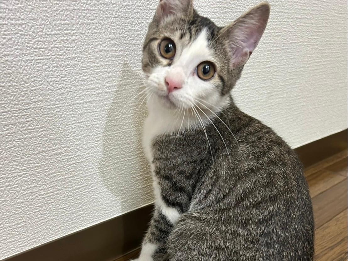保護された猫 保護された猫