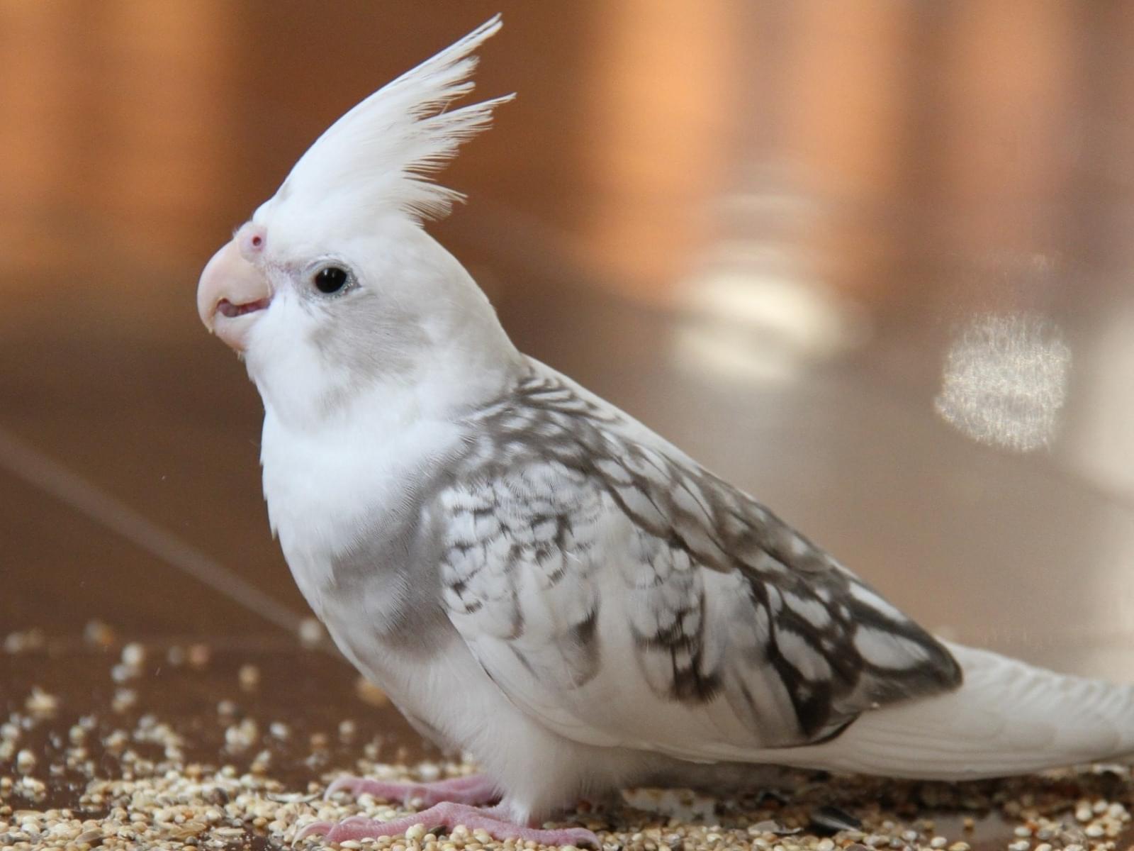 ここちゃん ここちゃん