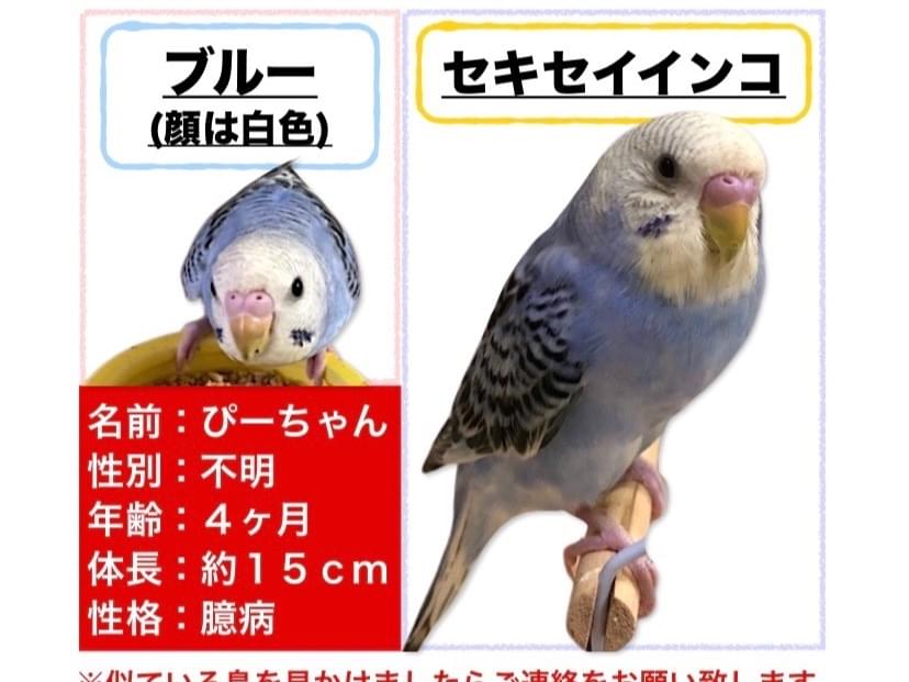 ぴーちゃん ぴーちゃん
