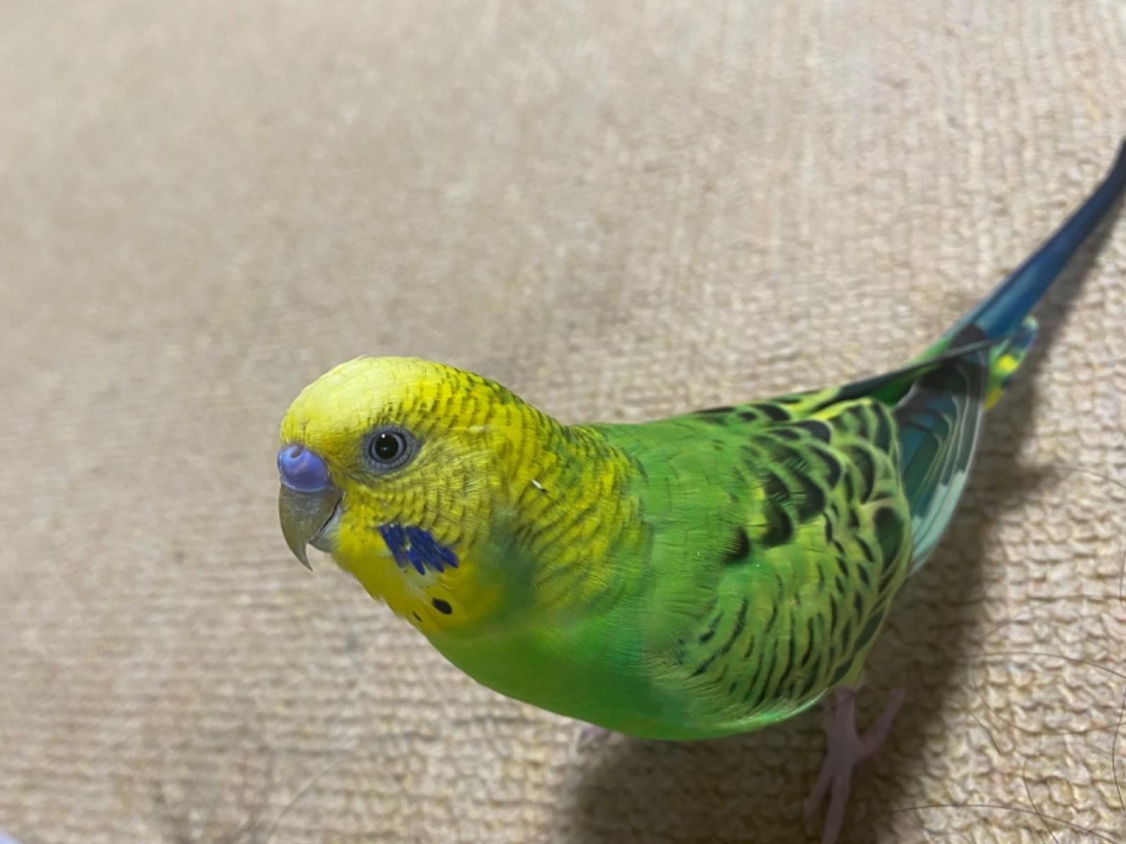 ぴーちゃん ぴーちゃん