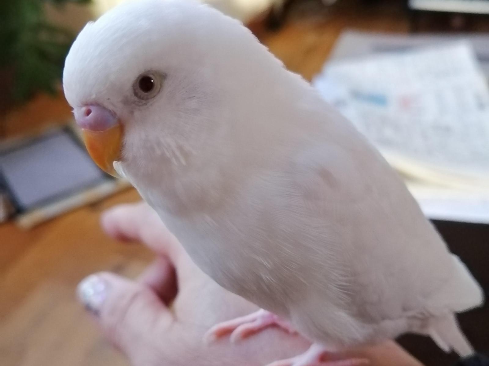 あらし・あーちゃん あらし・あーちゃん