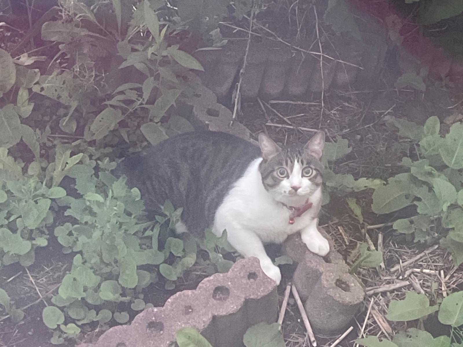 目撃された猫 目撃された猫