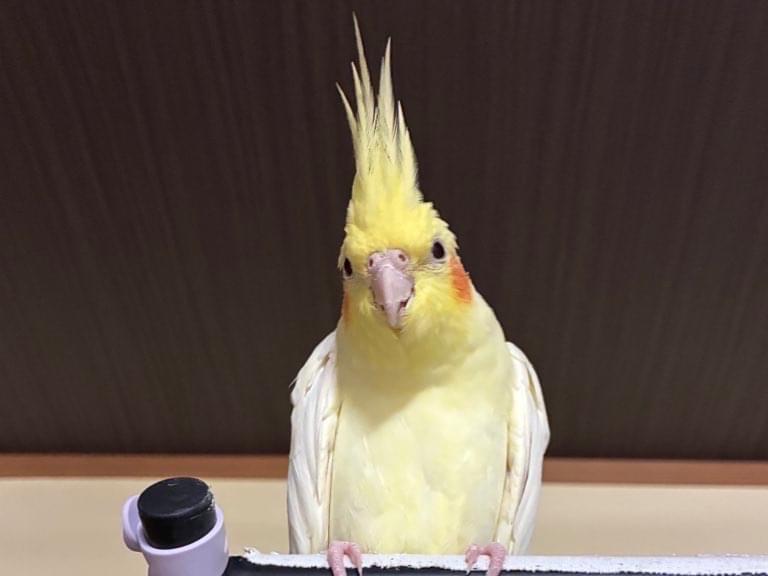 テンちゃん テンちゃん