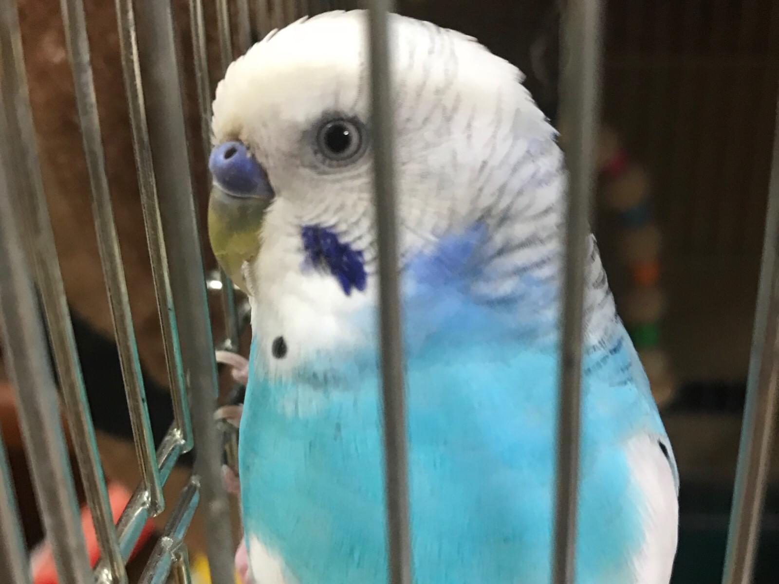 マメちゃん マメちゃん
