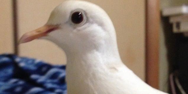 白い銀鳩 ハト を探してます