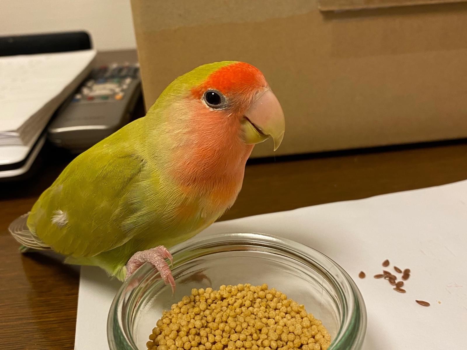 保護された鳥 保護された鳥