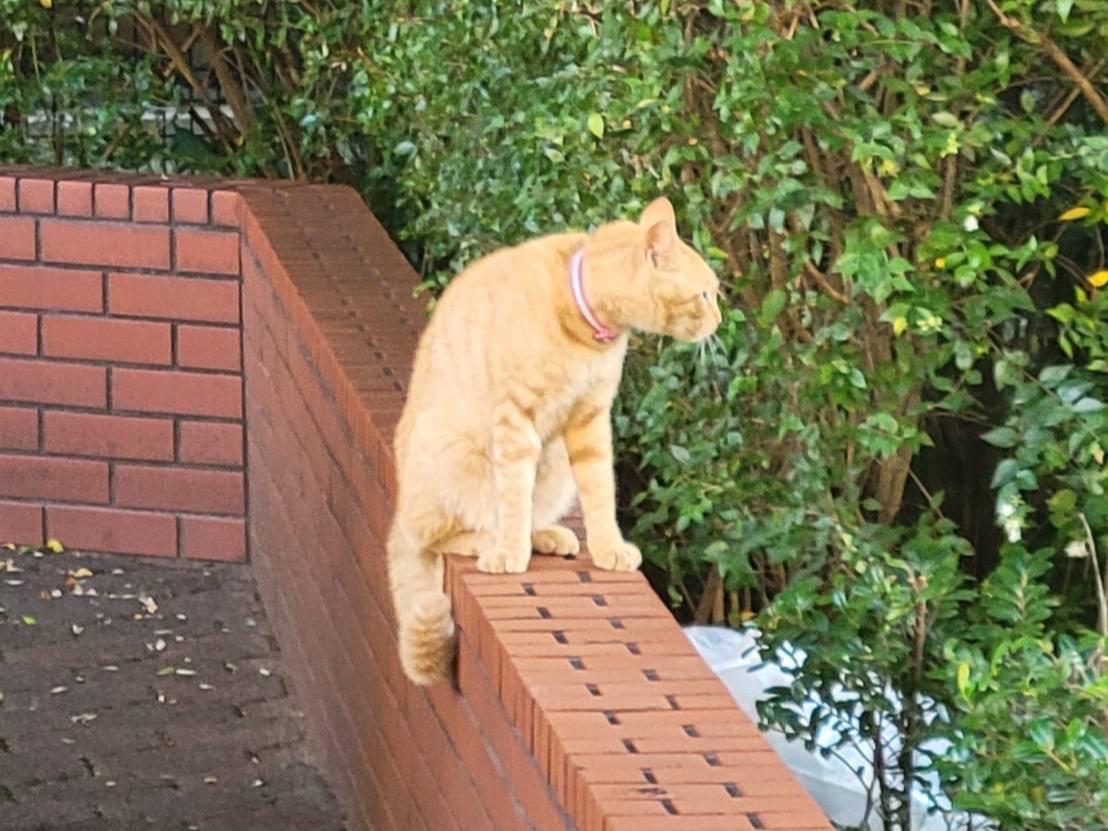 目撃された猫 目撃された猫