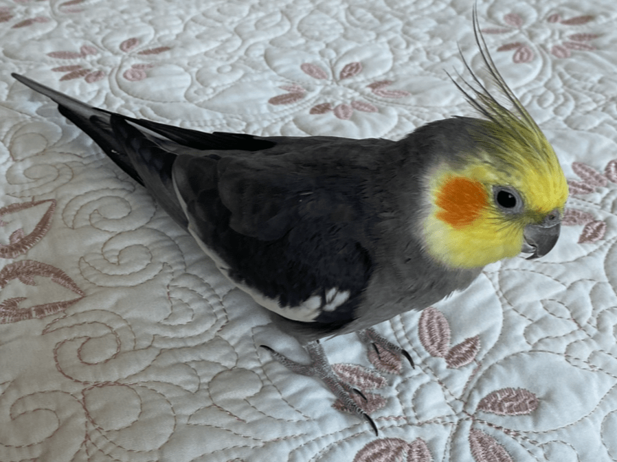 ももちゃん ももちゃん