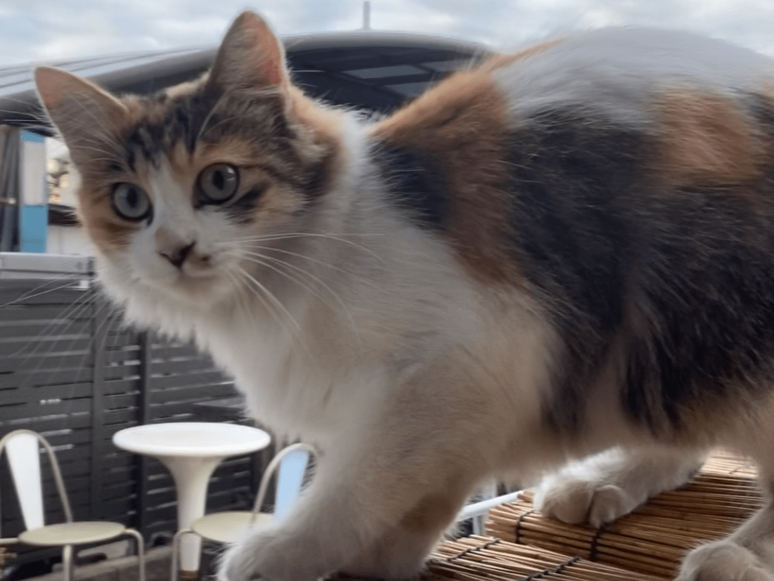 保護された猫 保護された猫