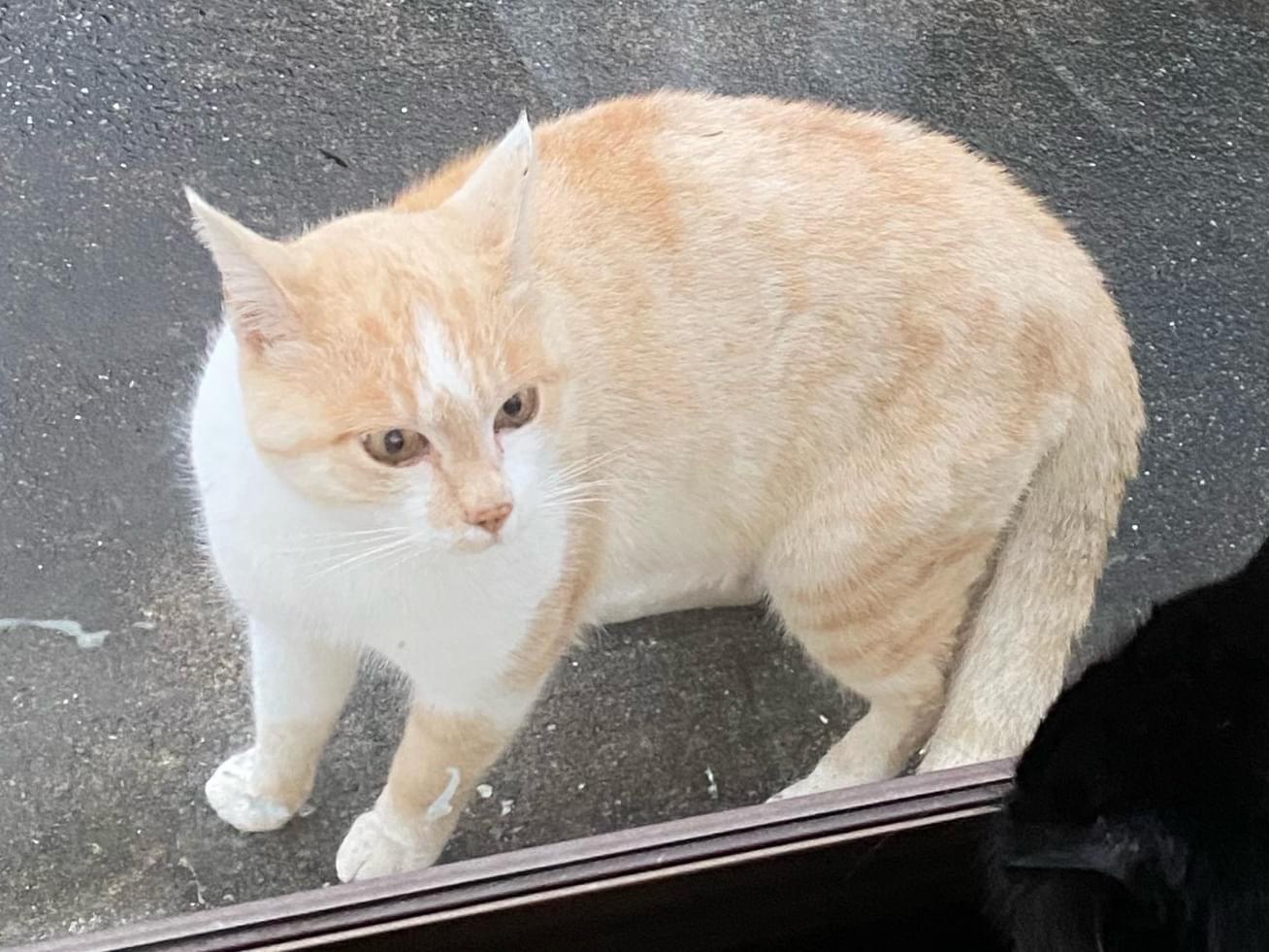 目撃された猫 目撃された猫