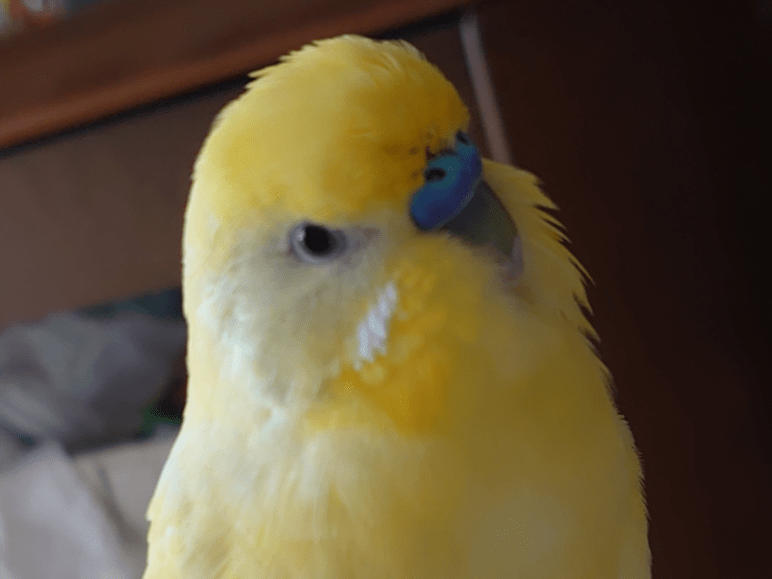 たまちゃん たまちゃん