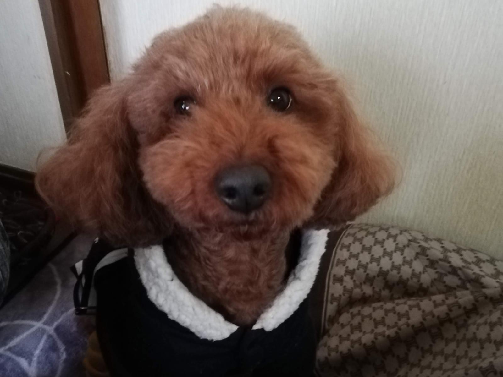 らいちゃん らいちゃん