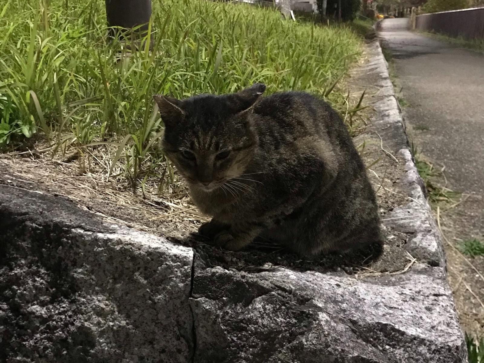 目撃された猫 目撃された猫