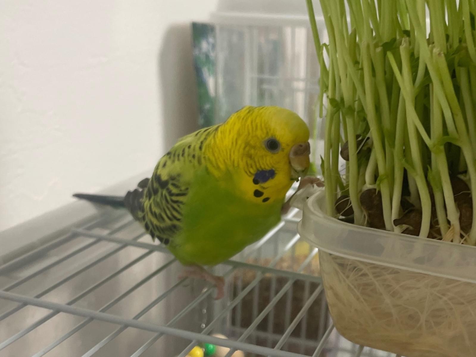 みかんとよもぎちゃん みかんとよもぎちゃん