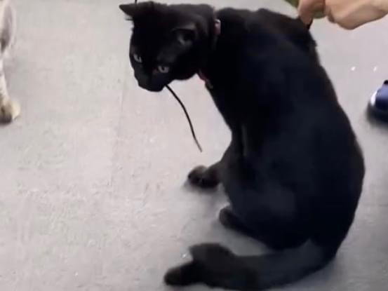 ランちゃん ランちゃん