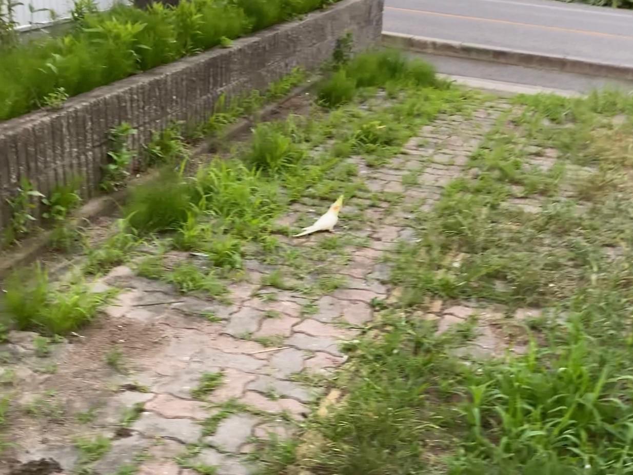 目撃された鳥 目撃された鳥