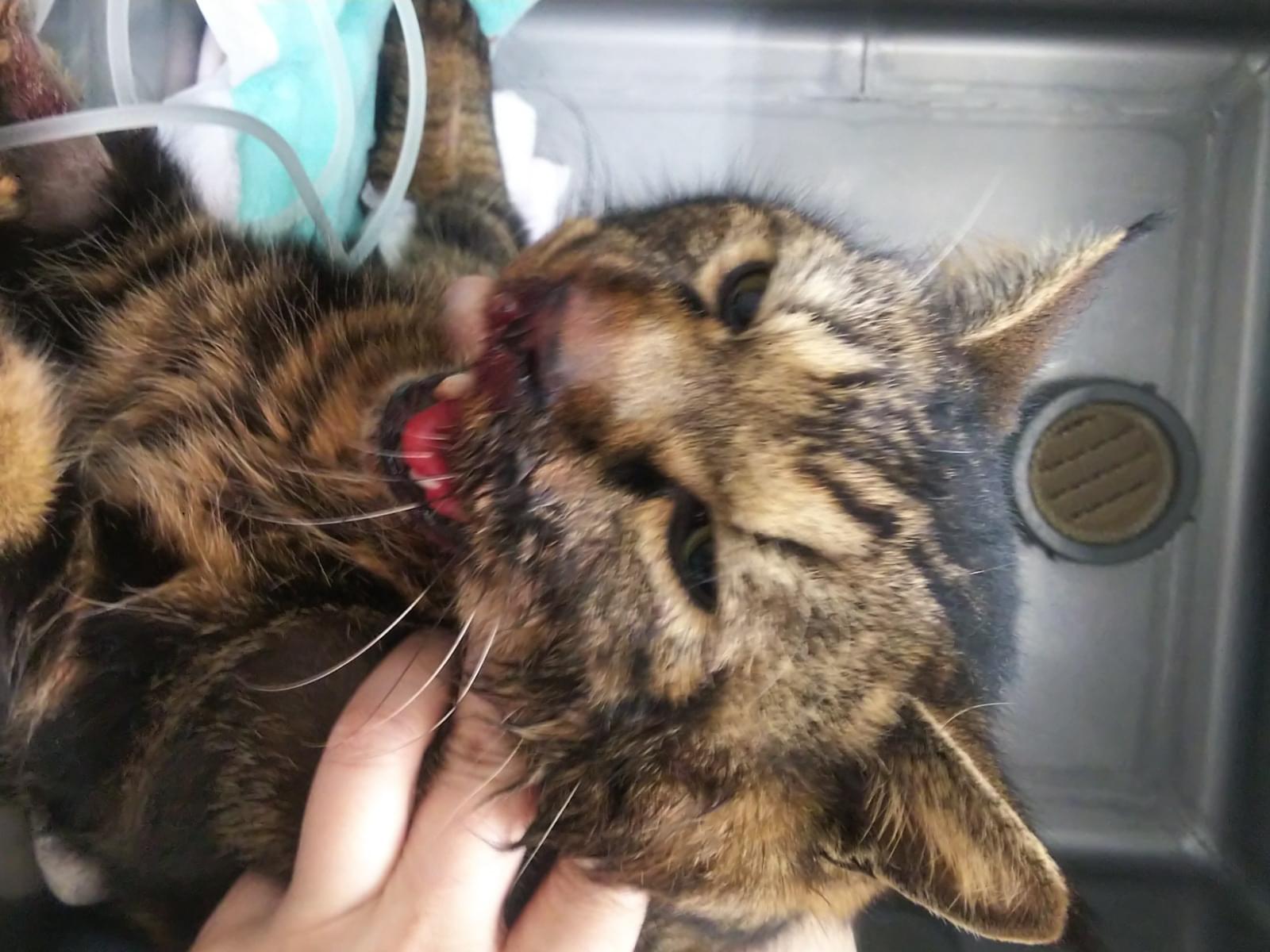 保護された猫 保護された猫