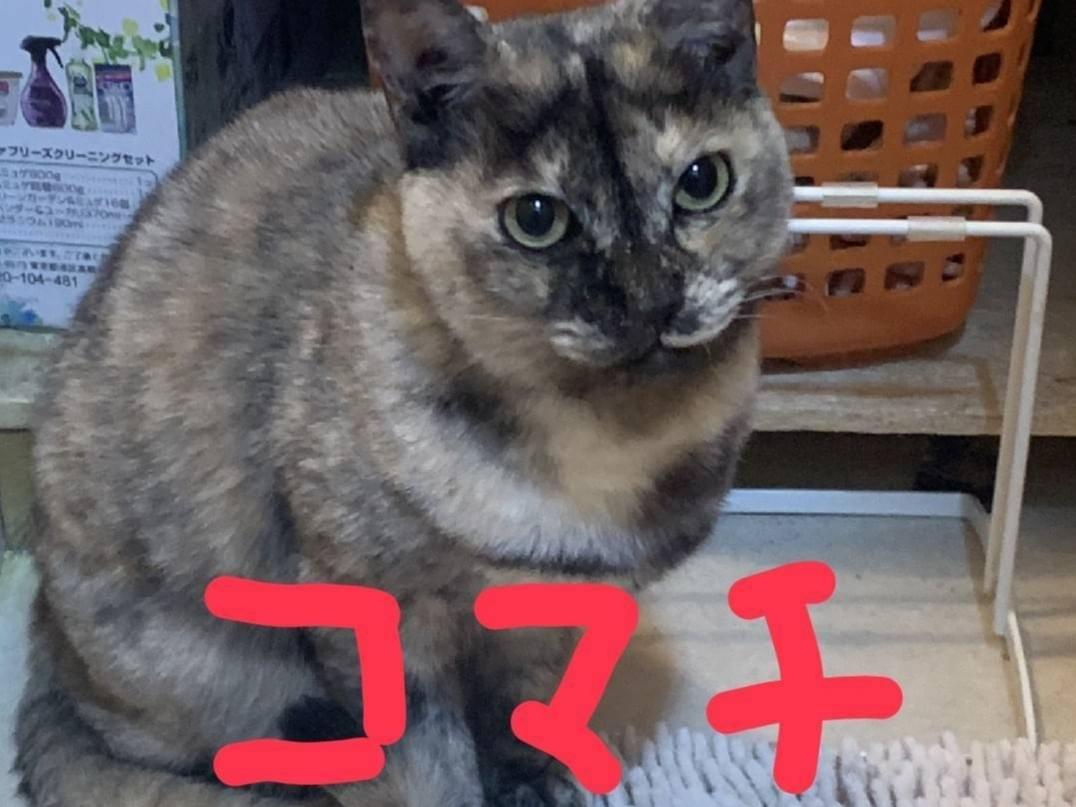 こまちちゃん こまちちゃん