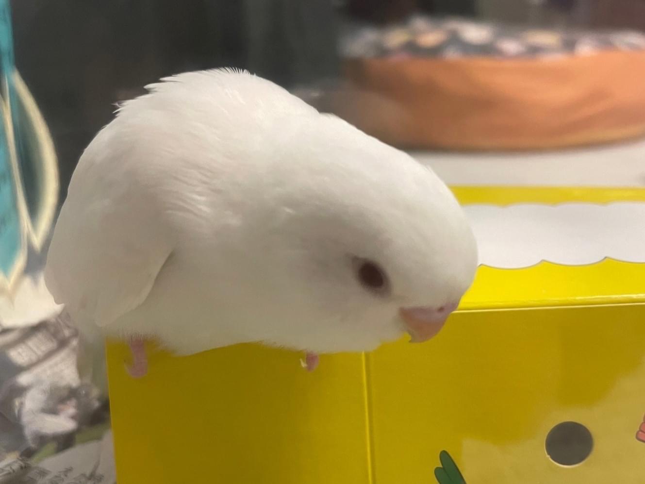 パールちゃん パールちゃん
