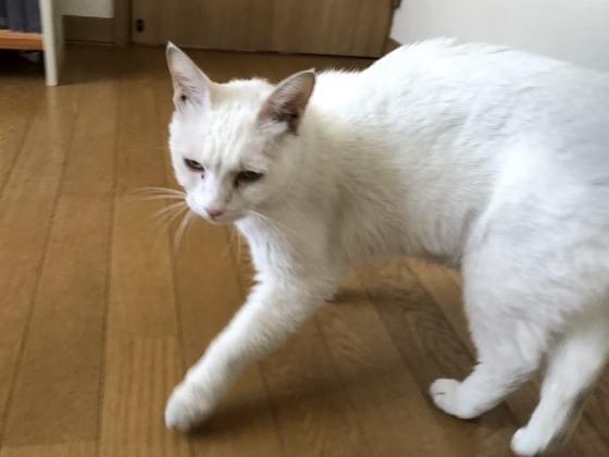 保護された猫 保護された猫